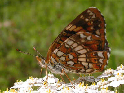 harris-checkerspot sideshot sandhill wildlife area Wood County, wis.jpg